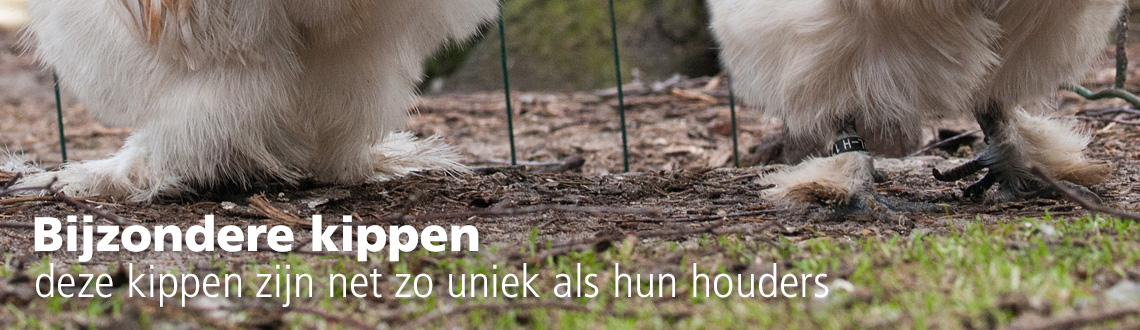 Kippen kunnen een erg bijzonder verenkleed hebben